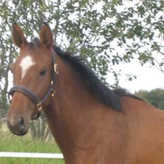 Dansk Varmblod Faithful´s Queen 