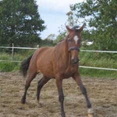 Dansk Varmblod Faithful´s Queen 