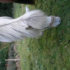 Islænder <3 Twister/Twistur <3