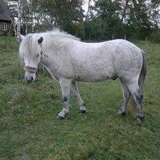 Islænder <3 Twister/Twistur <3