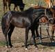 Lusitano A-Furia