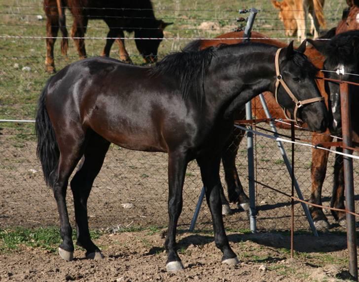 Lusitano A-Furia - A-Furia i Spanien marts 2008 billede 1