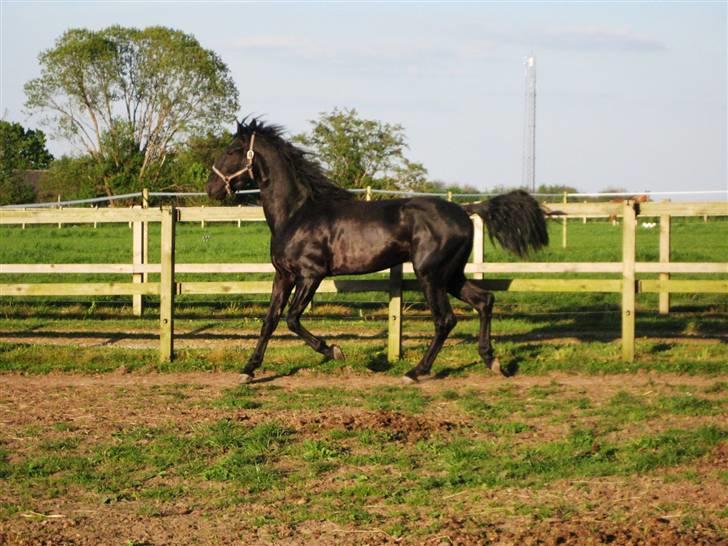 Lusitano A-Furia - A-Furia´s første dag i Danmark, 11. maj 2008 billede 2