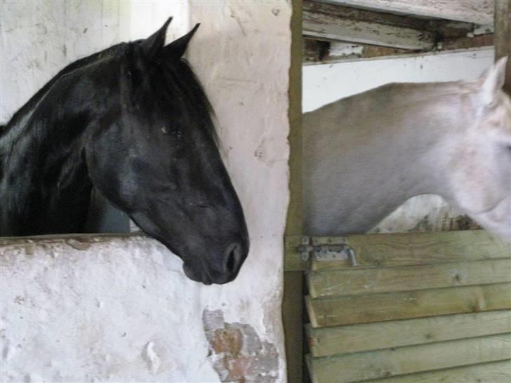 Lusitano A-Furia - A-Furia´s første dag i Danmark, 11. maj 2008 billede 3