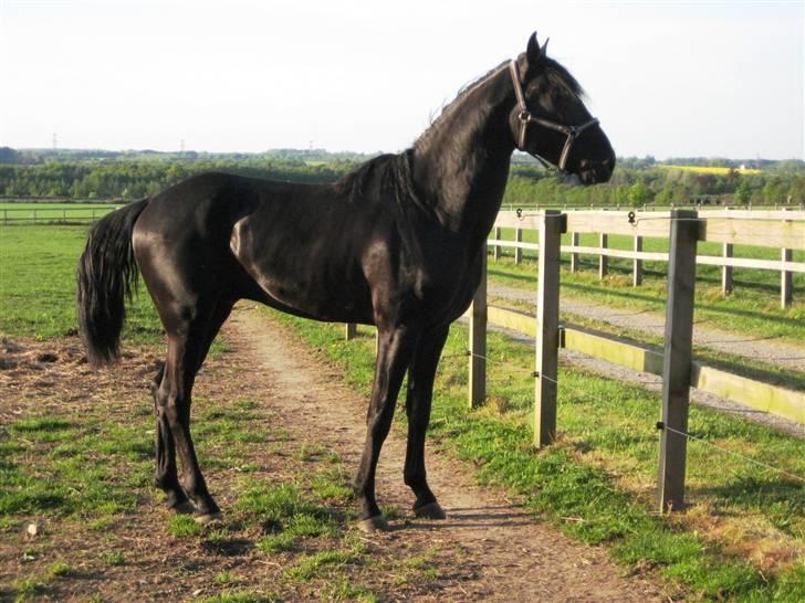 Lusitano A-Furia - A-Furia´s første dag i Danmark, 11. maj 2008 billede 4