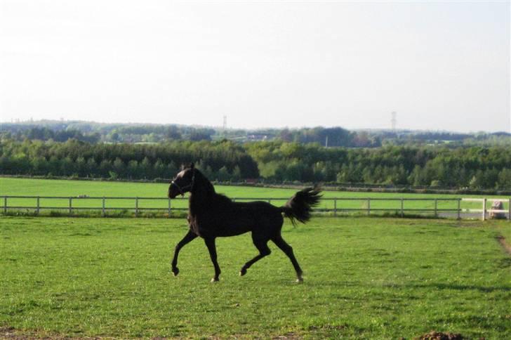 Lusitano A-Furia - A-Furia´s første dag i Danmark, 11. maj 2008 billede 5