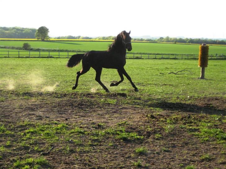 Lusitano A-Furia - A-Furia´s første dag i Danmark, 11. maj 2008 billede 6