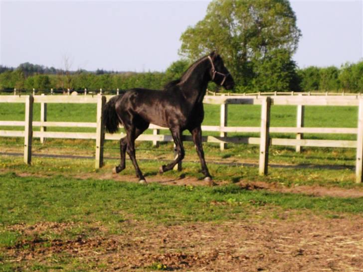 Lusitano A-Furia - A-Furia´s første dag i Danmark, 11. maj 2008 billede 7