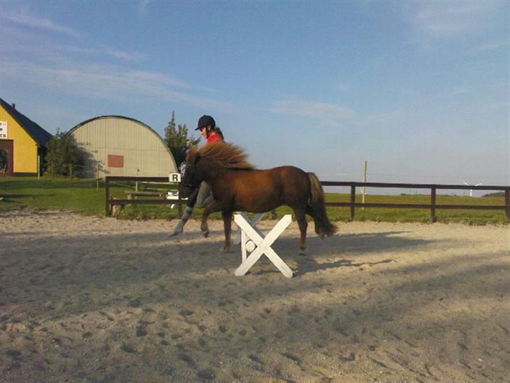 Shetlænder Masja billede 14