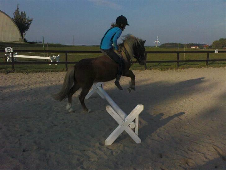 Anden særlig race Marquis - En af mine veninder springer lige lidt på Marquis <33 billede 14