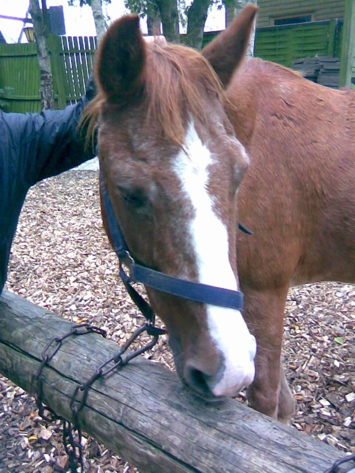 Anden særlig race Emma (R.I.P D':) - Så fin hun er, eller måske ikke ;) Fotograf: Mig xD billede 2