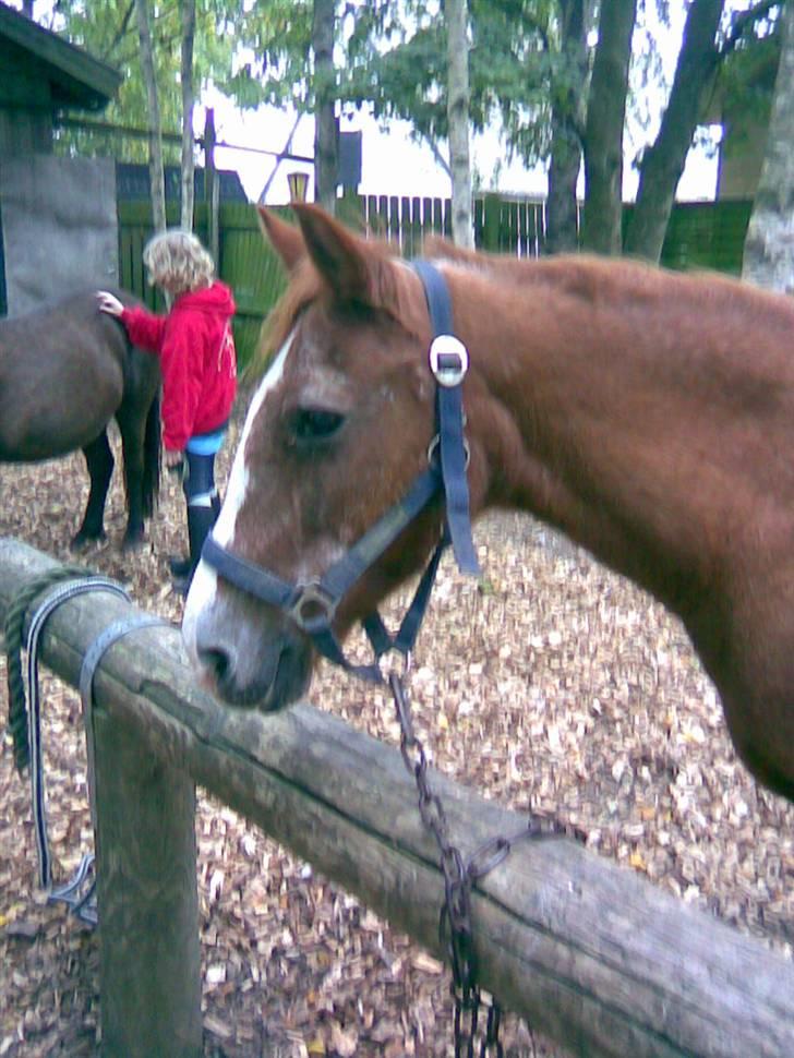 Anden særlig race Emma (R.I.P D':) - Hun ser da helt sød ud ;) I baggrunden børn. Fotograf: Mig :3 billede 3