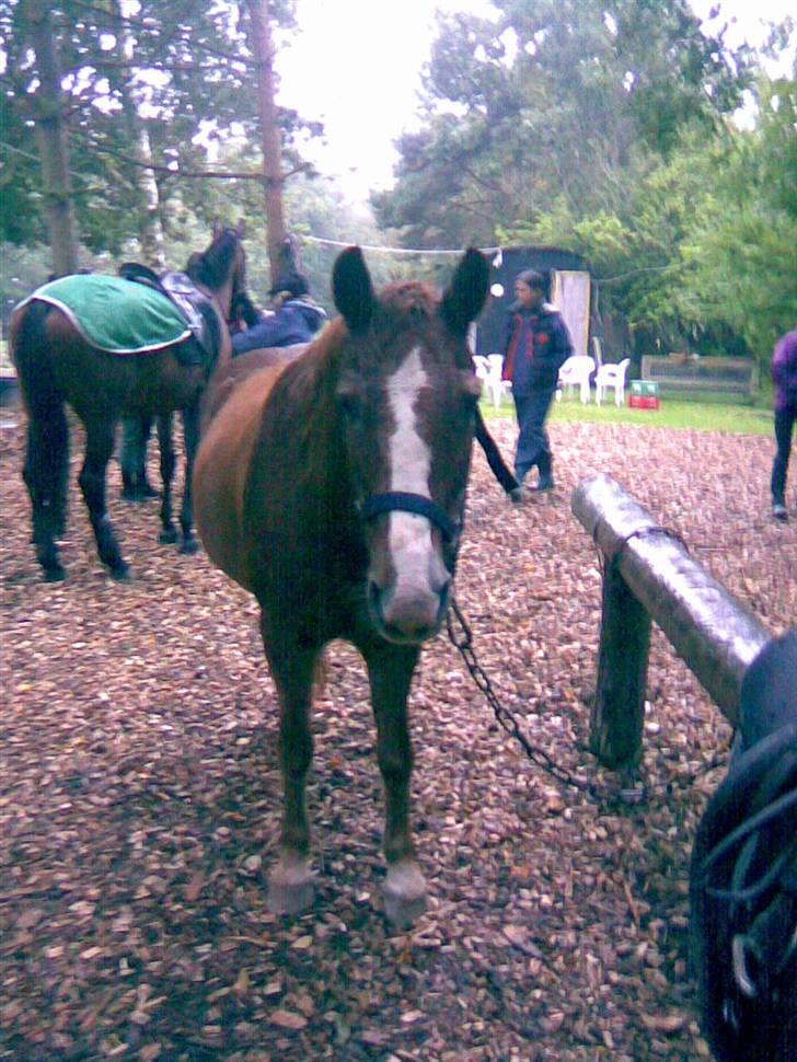 Anden særlig race Emma (R.I.P D':) - Det regner faktisk på det her billede -_- i baggrunden børn. Fotograf: Mig xD billede 5