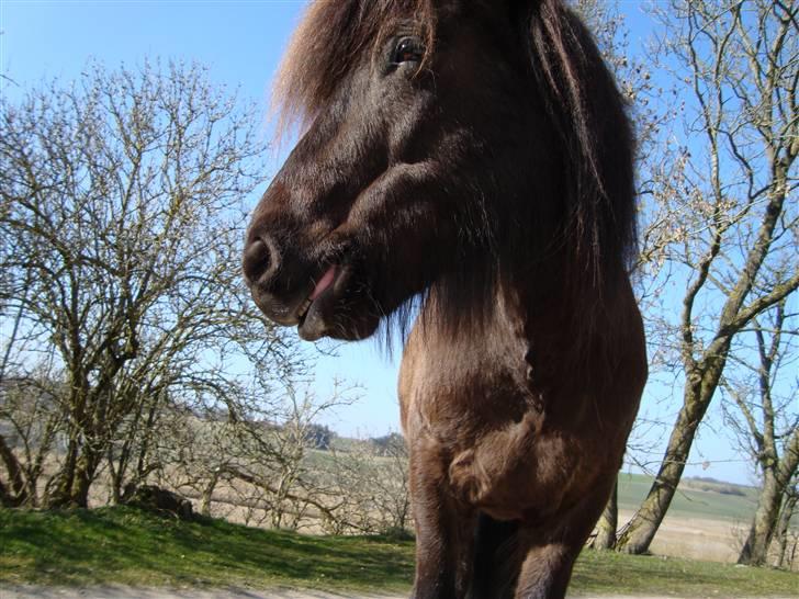 Islænder Móska frá Nylund - Tak fordi i kiggede forbi (: Smid gerne en bedømmelse og en kommentar. Foto: Eline. MÅ IKKE KOPIERES! billede 20