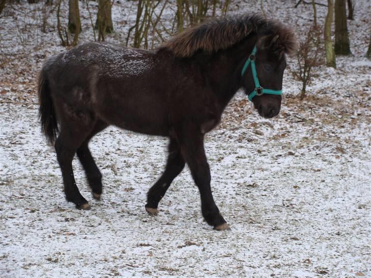 Islænder Sólon R.I.P <3 - Sólon:) billede 14