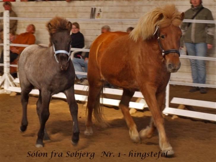 Islænder Sólon R.I.P <3 - Sólon og Skyssa til følshow, hvor han vandt:) billede 15