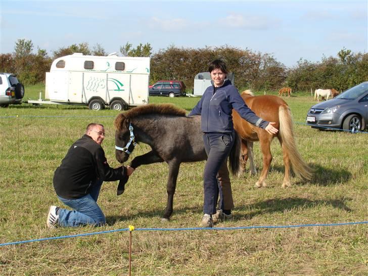 Islænder Sólon R.I.P <3 - Jeg hermed præsentere Sól kongen:) billede 16