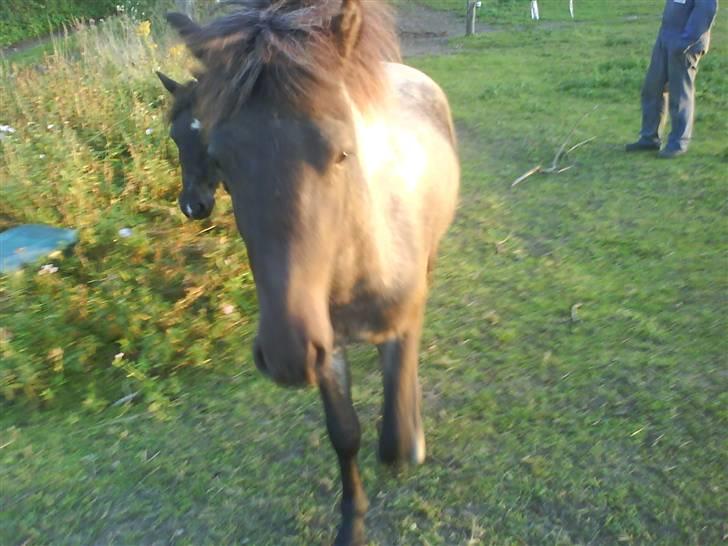 Islænder Sólon R.I.P <3 - Sólon:) billede 17