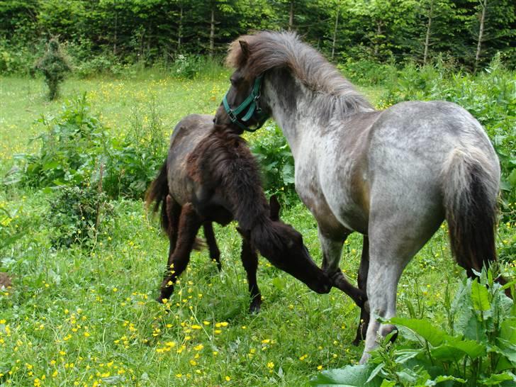 Islænder Sólon R.I.P <3 - Her leger Sólon lidt med Silas billede 18