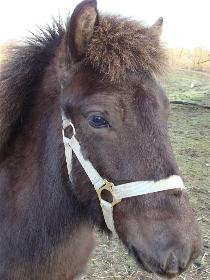 Islænder Sólon R.I.P <3 - Sólon´s smukke hoved:) billede 19