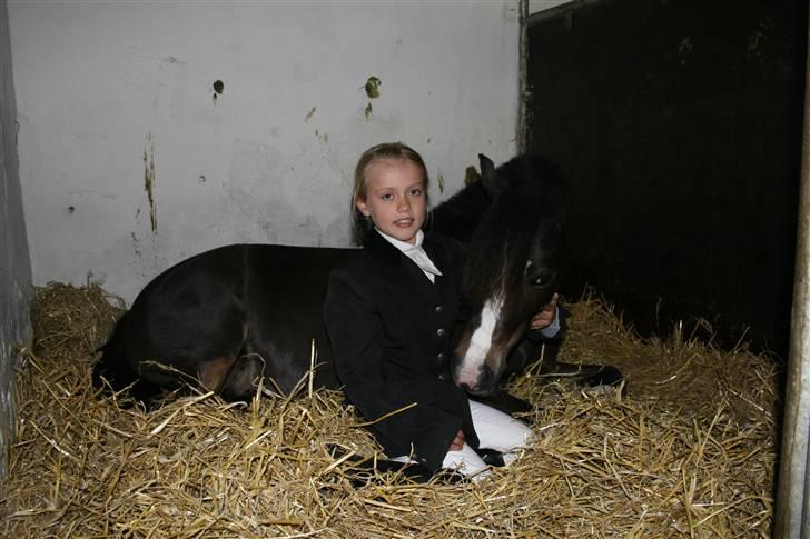 Welsh Mountain (sec A) Kobbersmedens Olivia (Solgt) - Olivia er træt efter en lang stævnedag <3 billede 11