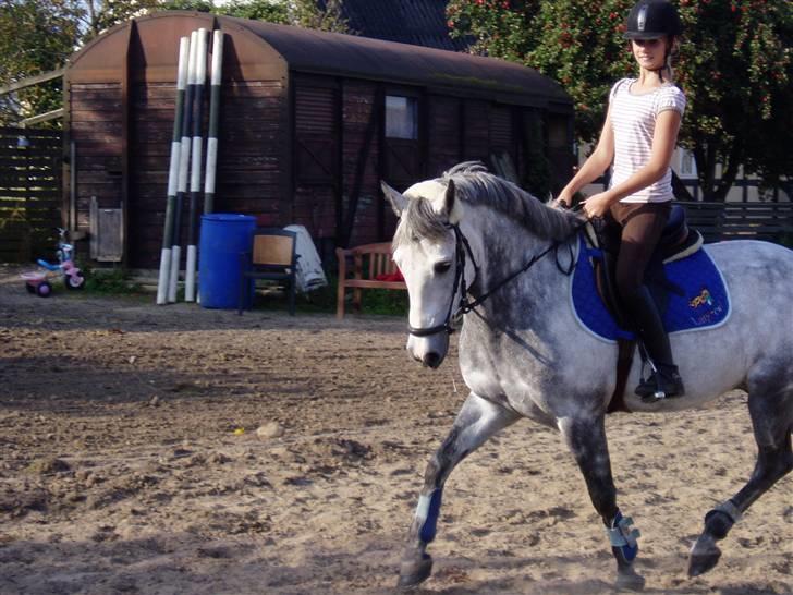 New Forest Egeballes idol (SOLGT) billede 5