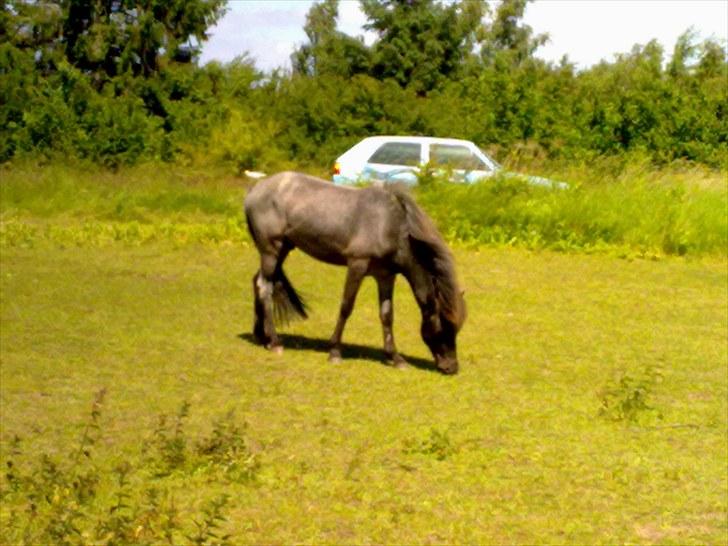 Islænder Sólon R.I.P <3 - Dejlig hingst billede 20