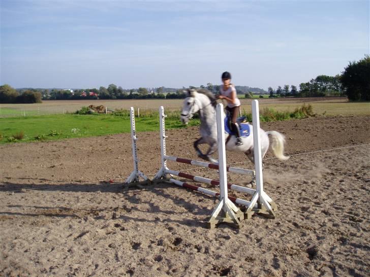 New Forest Egeballes idol (SOLGT) billede 10