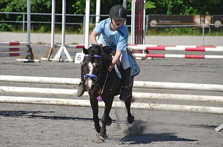 Welsh Mountain (sec A) Kobbersmedens Olivia (Solgt) - Landsfinaler i springstafet 2010 billede 14