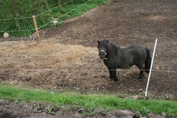 Shetlænder Lonnie :) SOLGT billede 1