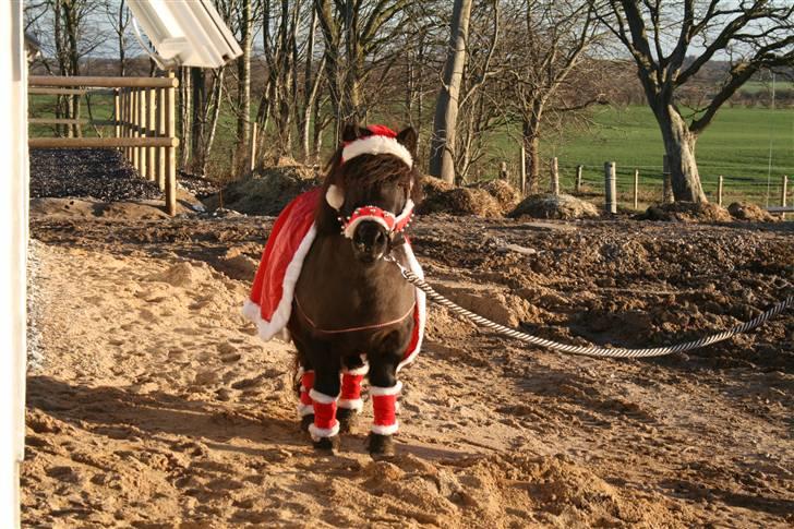 Shetlænder Lonnie :) SOLGT billede 2