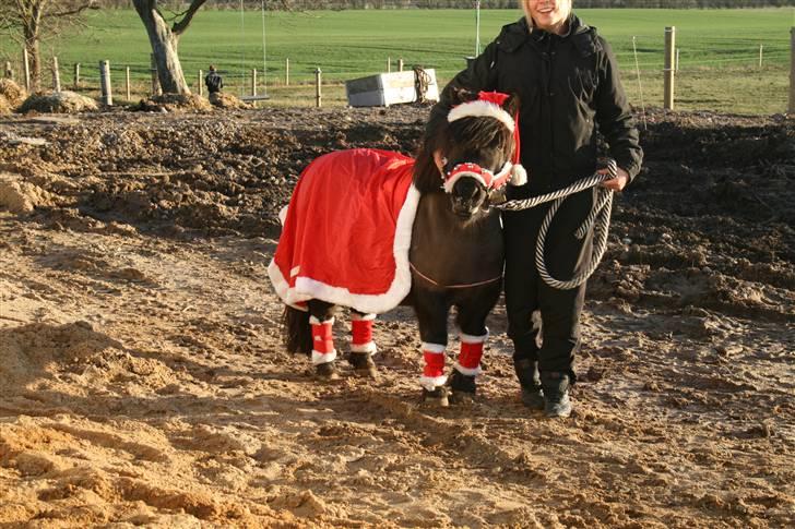 Shetlænder Lonnie :) SOLGT billede 3