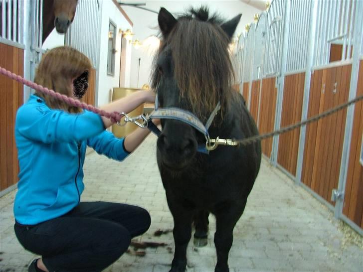 Shetlænder Lonnie :) SOLGT billede 6