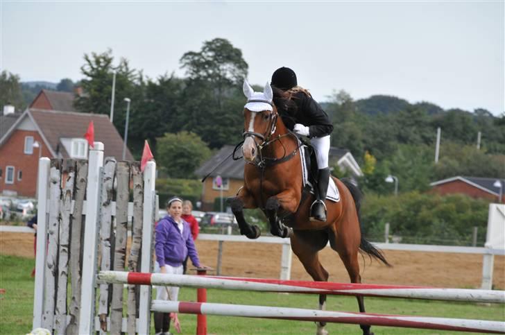 Anden særlig race /Araber Cheval - Flyvende Cheval ! Ld Søhøj minicup i GER - vandt <3 billede 10