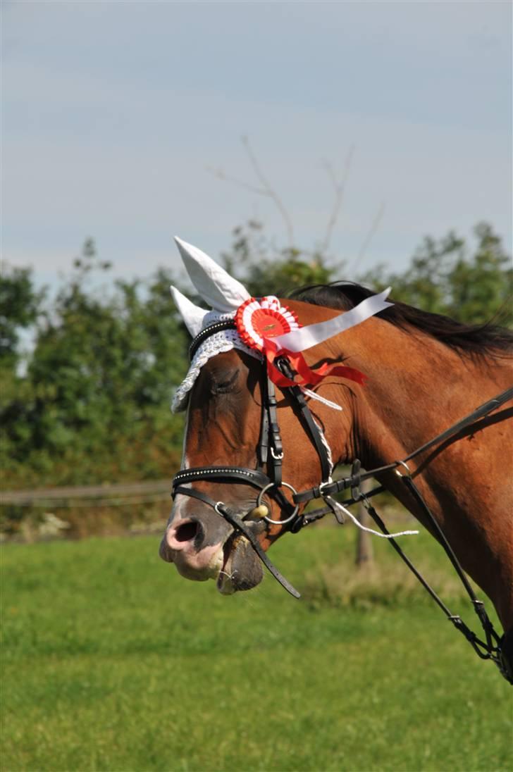 Anden særlig race /Araber Cheval - Smukke Valle . Ld søhøj minicup i THOR - vandt <3 billede 11