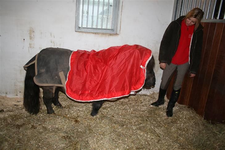 Shetlænder Lonnie :) SOLGT billede 7