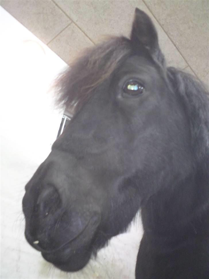 Shetlænder Lonnie :) SOLGT billede 9