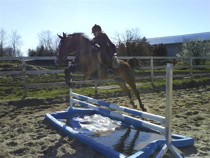 Anden særlig race /Araber Cheval - Da Cheval endelig kom over vandgraven <33 billede 14