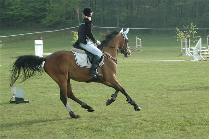 Anden særlig race /Araber Cheval - Morsø 2008 <3 billede 15