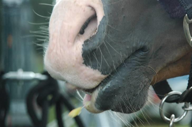 Anden særlig race /Araber Cheval - SMASK ! - Cheval leger lama x)  billede 16