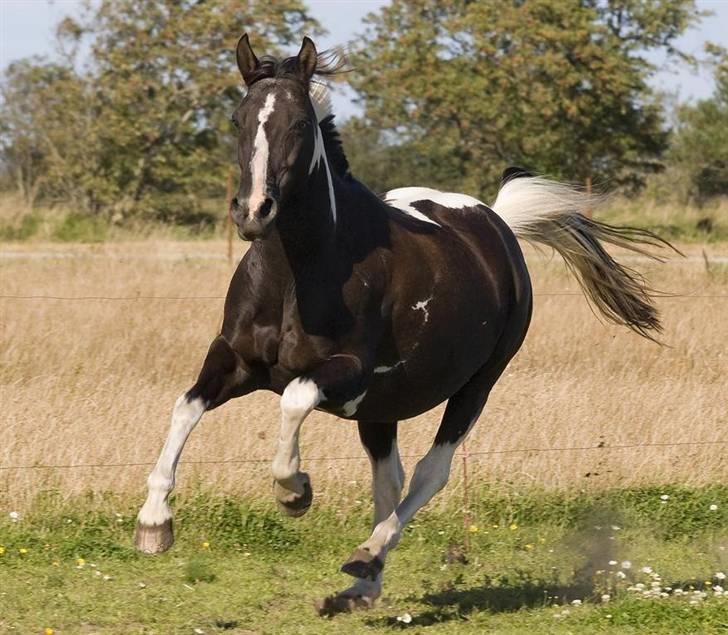 Pinto Ikki<3 tager imod udf. - dejlige ikki, ikke ligefrem den største dressur pony;P billede 16