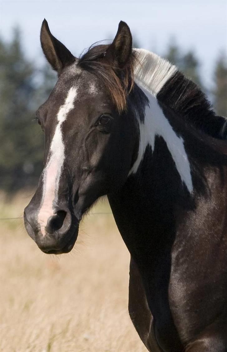 Pinto Ikki<3 tager imod udf. - dejlige ikki, ikke ligefrem den største dressur pony;P billede 17