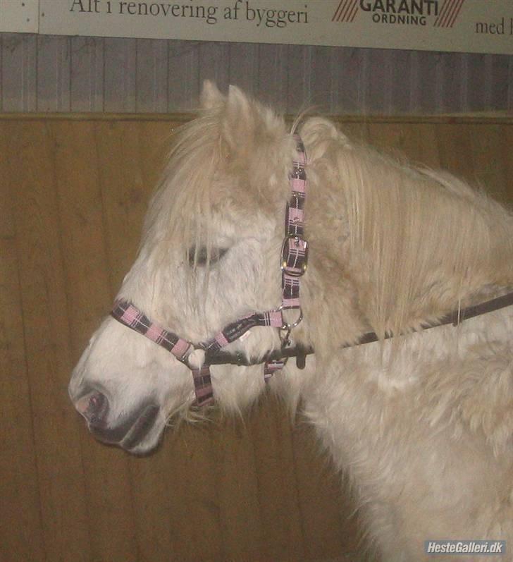 Anden særlig race Misty R.I.P billede 13