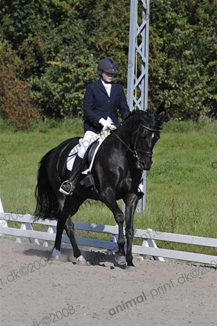 Trakehner Mireille - Solgt - Holbækmesterskaberne LB2 billede 10