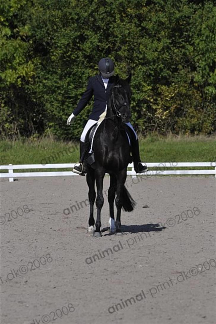 Trakehner Mireille - Solgt - Holbækmesterskaberne LB2 billede 12
