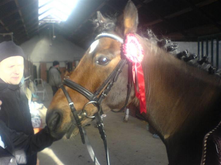 Anden særlig race Felex SOLGT billede 6