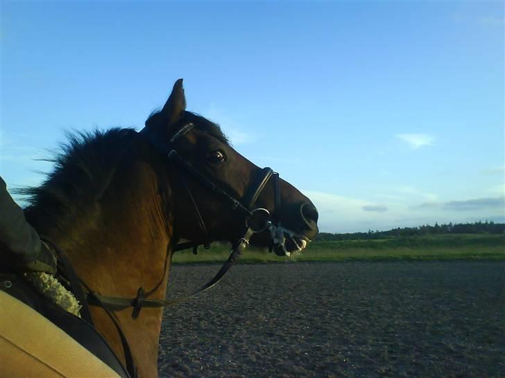 Anden særlig race Felex SOLGT billede 7