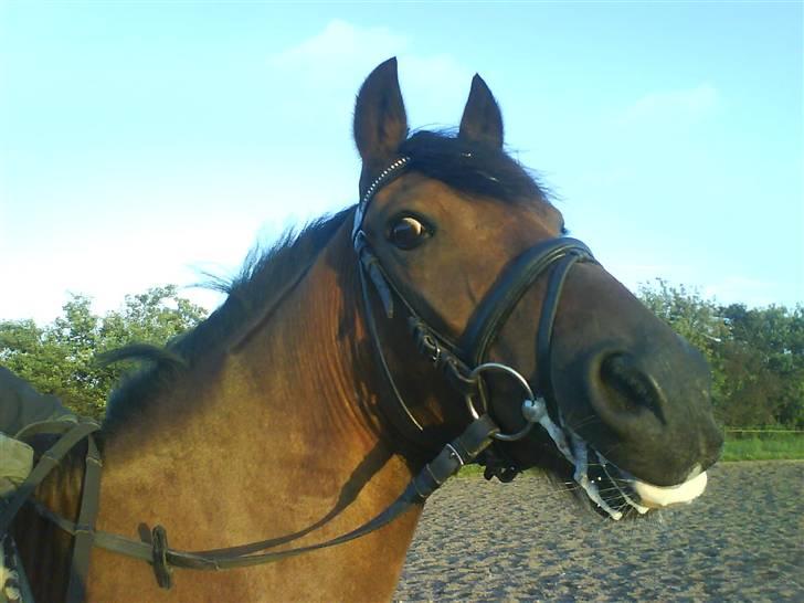 Anden særlig race Felex SOLGT billede 8