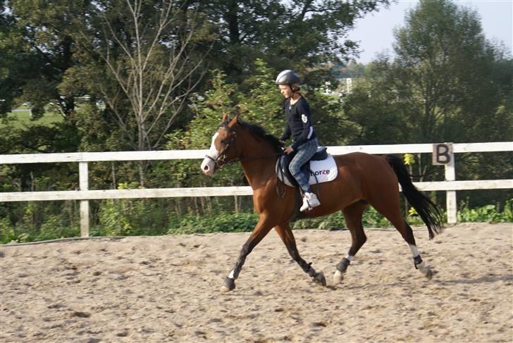 Anden særlig race Natasja i ridning solgt billede 11