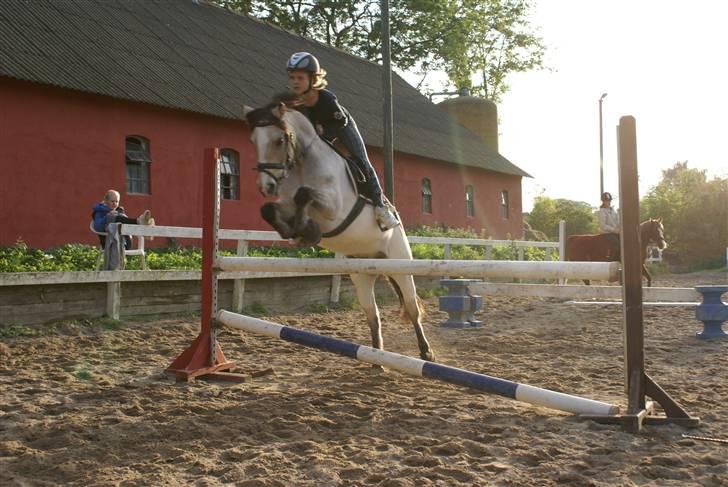 Anden særlig race spody solgt billede 15